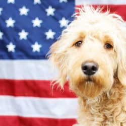 Perros originarios de estados unidos