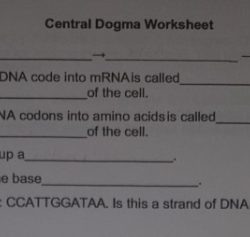 Central dogma worksheet answer key