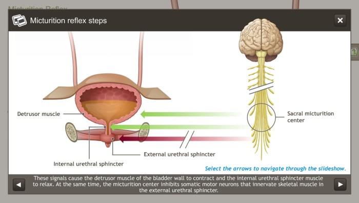 Urinary anatomy