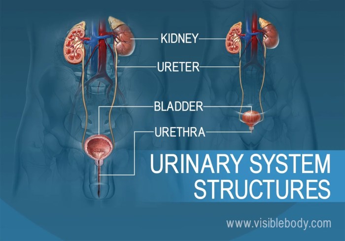 The urinary system subsection is first arranged anatomically