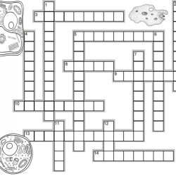 Crossword puzzle on cell organelles with answers