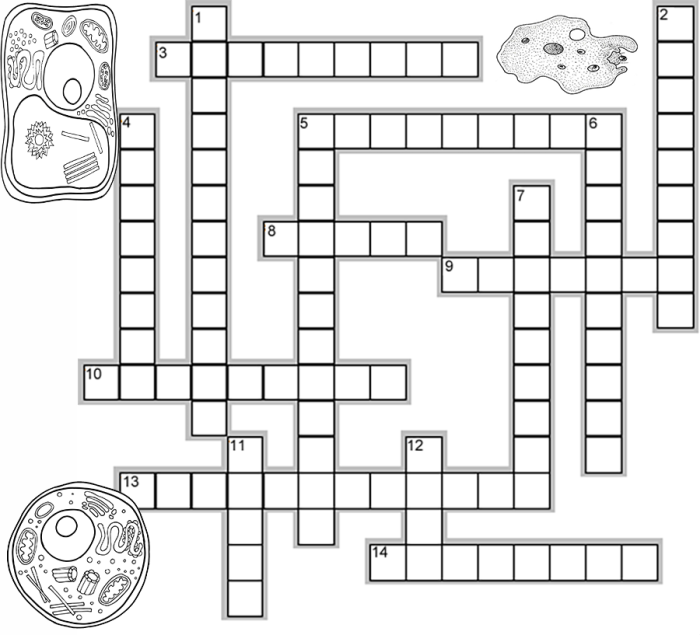 Crossword puzzle on cell organelles with answers