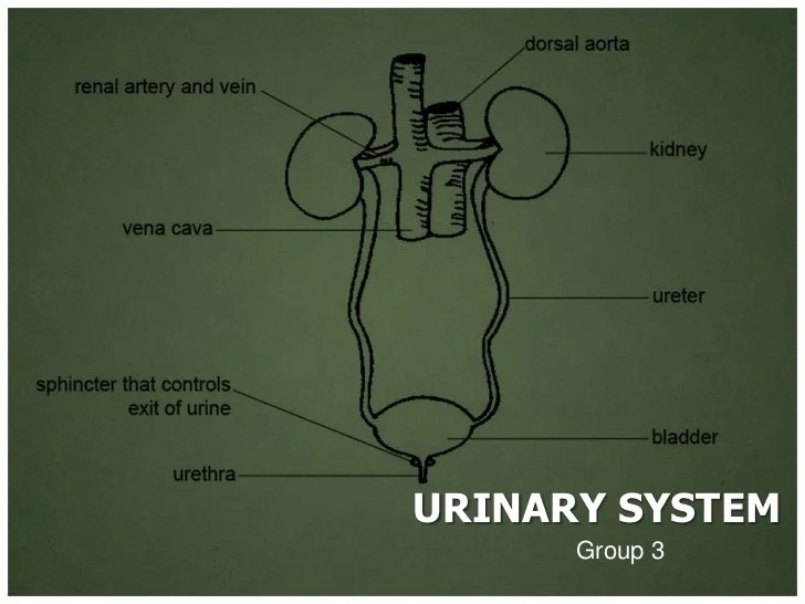 The urinary system subsection is first arranged anatomically